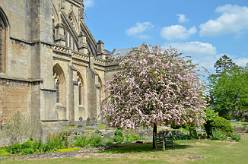 Kathedraal van Wells (3)