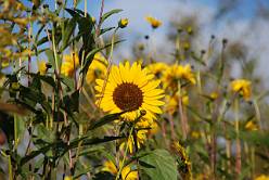 Zonnebloemen