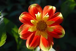 Dahlia
