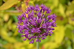 Allium giganteum