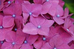 Hortensia