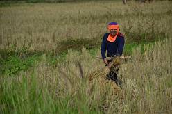 Rijstverbouwer Thailand